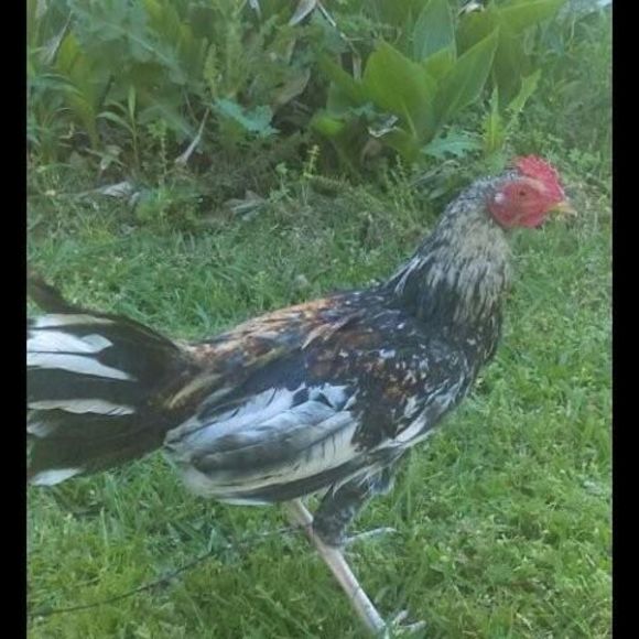 Meet your Posher, Kike - Picture 1 of 1